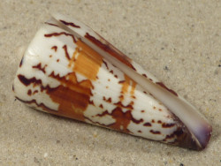 Conus generalis PH 5,7cm *Unikat*