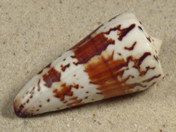 Conus generalis PH 5,7cm *Unikat*