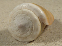 Conus lividus PH 5,3cm *unique*