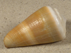 Conus lividus PH 5,3cm *Unikat*