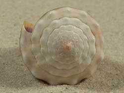 Conus lividus PH 3,8cm *Unikat*