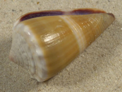 Conus lividus PH 4,4cm *Unikat*
