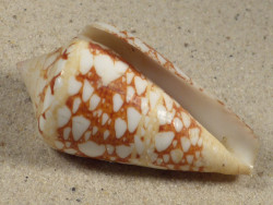Conus ammiralis PH 5,7cm *unique*