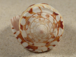 Conus ammiralis PH 6,9cm *Unikat*