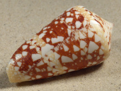 Conus ammiralis PH 6,9cm *unique*