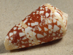 Conus ammiralis PH 6,9cm *Unikat*