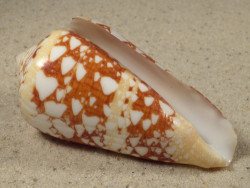 Conus ammiralis PH 6,9cm *unique*