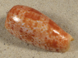 Conus bullatus PH 6,3cm *Unikat*