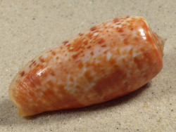 Conus bullatus PH 6,3cm *unique*