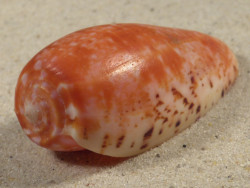 Conus bullatus PH 6,4cm *unique*