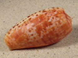 Conus bullatus PH 5,9cm *unique*