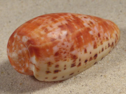 Conus bullatus PH 5,9cm *Unikat*