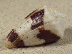 Conus varius PH 3,7cm *Unikat*