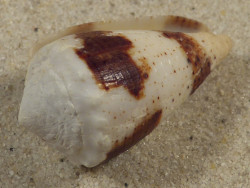 Conus varius PH 3,7cm *unique*