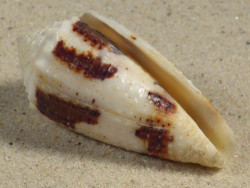 Conus varius PH 4,9cm *Unikat*