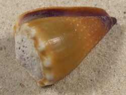 Conus sanguinolentus PH 4cm *Unikat*