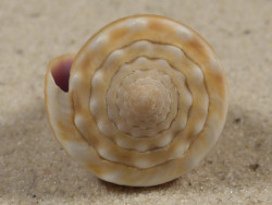 Conus sanguinolentus PH 3,6cm *Unikat*