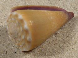 Conus sanguinolentus PH 3,6cm *unique*