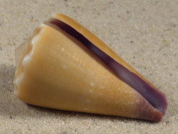 Conus sanguinolentus PH 3,6cm *unique*