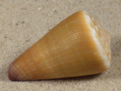 Conus sanguinolentus PH 3,6cm *Unikat*