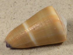 Conus flavidus PH 4,2cm *Unikat*