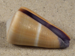 Conus flavidus PH 4,2cm *unique*