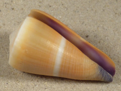 Conus flavidus PH 4,5cm *Unikat*