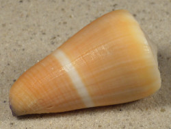 Conus flavidus PH 4,5cm *unique*