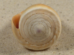 Conus flavidus PH 4,5cm *unique*