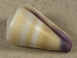 Conus flavidus PH 4,6cm *Unikat*