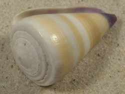 Conus flavidus PH 4,6cm *unique*