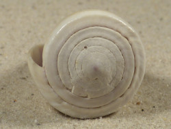 Conus flavidus PH 4,6cm *unique*