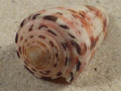 Conus aurisiacus PH 4,8cm *Unikat*