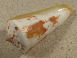 Conus tribblei PH 7,8cm *Unikat*