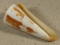 Conus tribblei PH 7,8cm *unique*