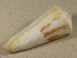 Conus tribblei PH 7,8cm *Unikat*