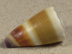 Conus sugillatus PH 3,6cm *Unikat*