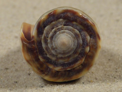 Conus sugillatus PH 4,0cm *unique*