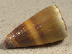 Conus sugillatus PH 4,0cm *Unikat*