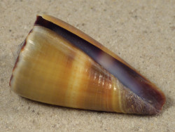 Conus sugillatus PH 4,0cm *Unikat*