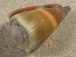 Conus sugillatus PH 3,6cm *Unikat*
