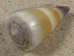 Conus sugillatus PH 3,7cm *Unikat*