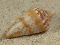 Conasprella nereis PH 2,1cm *unique*