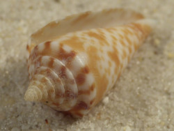 Conasprella nereis PH 2,1cm *unique*