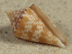 Conasprella nereis PH 2,2cm *unique*