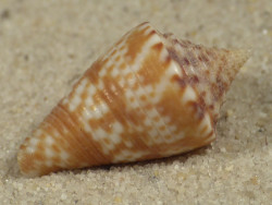 Conasprella nereis PH 2,2cm *unique*