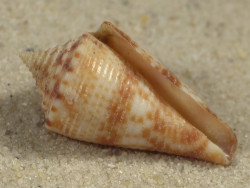 Conasprella nereis PH 2,4cm *unique*