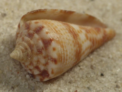 Conasprella nereis PH 2,4cm *Unikat*