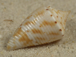 Conasprella memiae PH 2,3cm *Unikat*