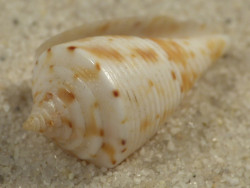 Conasprella memiae PH 2,3cm *Unikat*